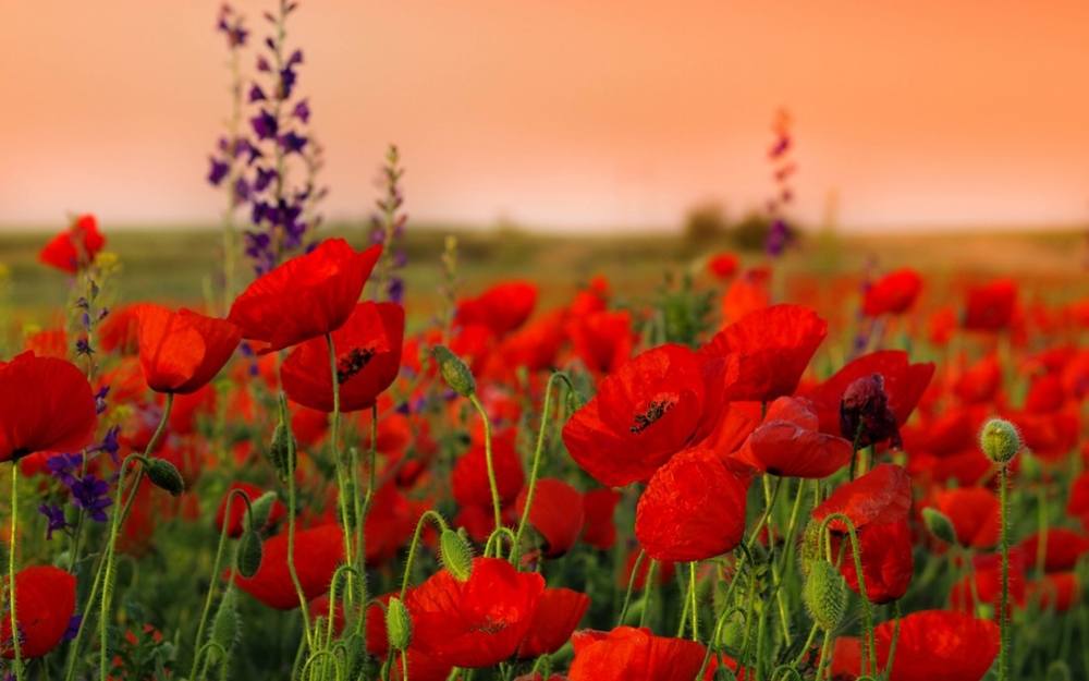 3D-HD-Wallpapers ภาพพื้นหลัง พักหน้าจอ No.17
