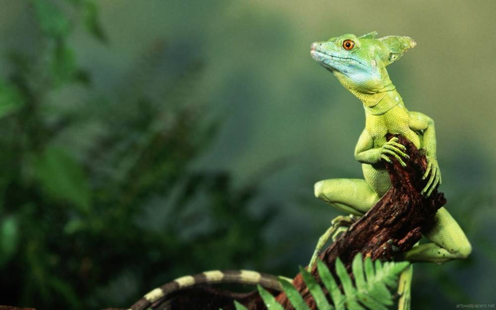 3D-HD-Wallpapers ภาพพื้นหลัง พักหน้าจอ No.17