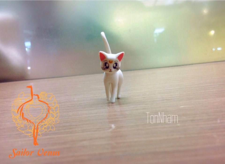 รีวิว S.H.Figuarts Sailor Venus จากBANDAIนะคร้าบ