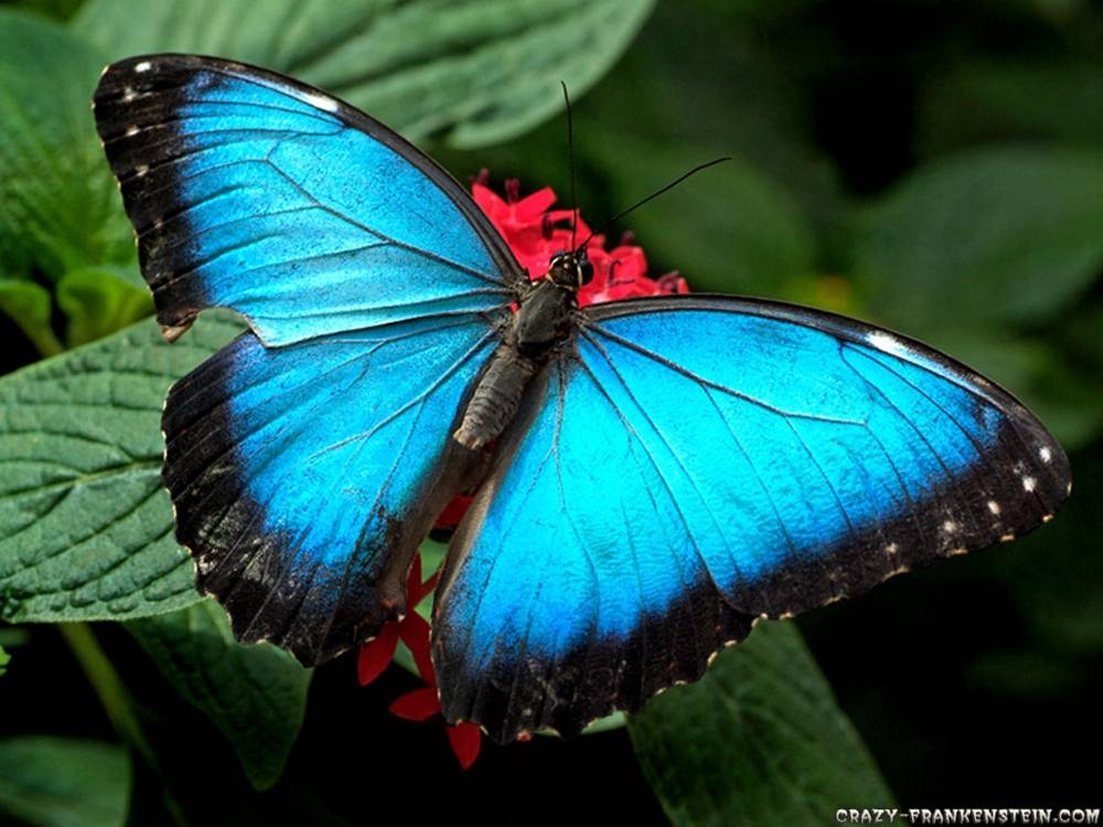 3D-HD-Wallpapers ภาพพื้นหลัง พักหน้าจอ No.25