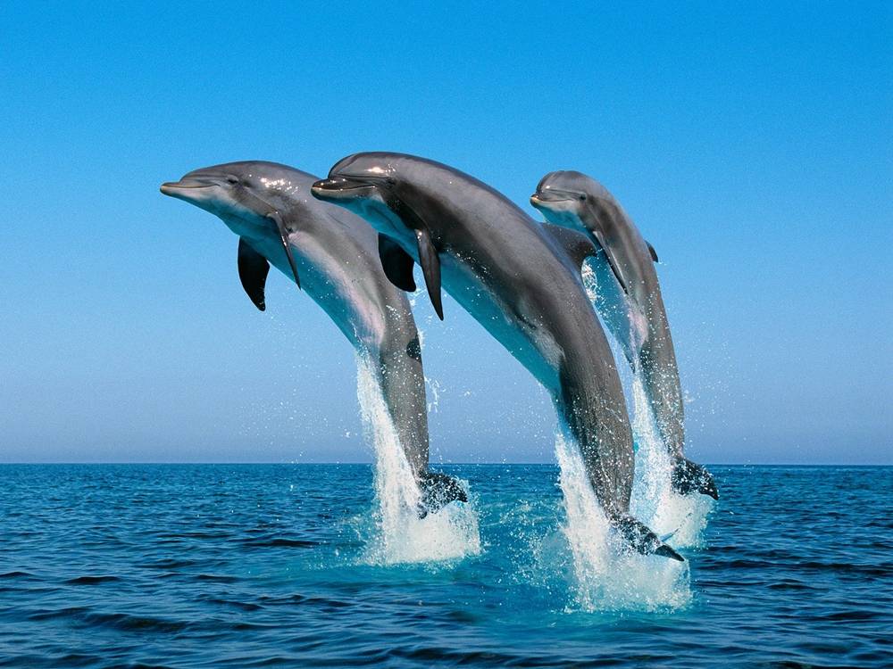 3D-HD-Wallpapers ภาพพื้นหลัง พักหน้าจอ No.26