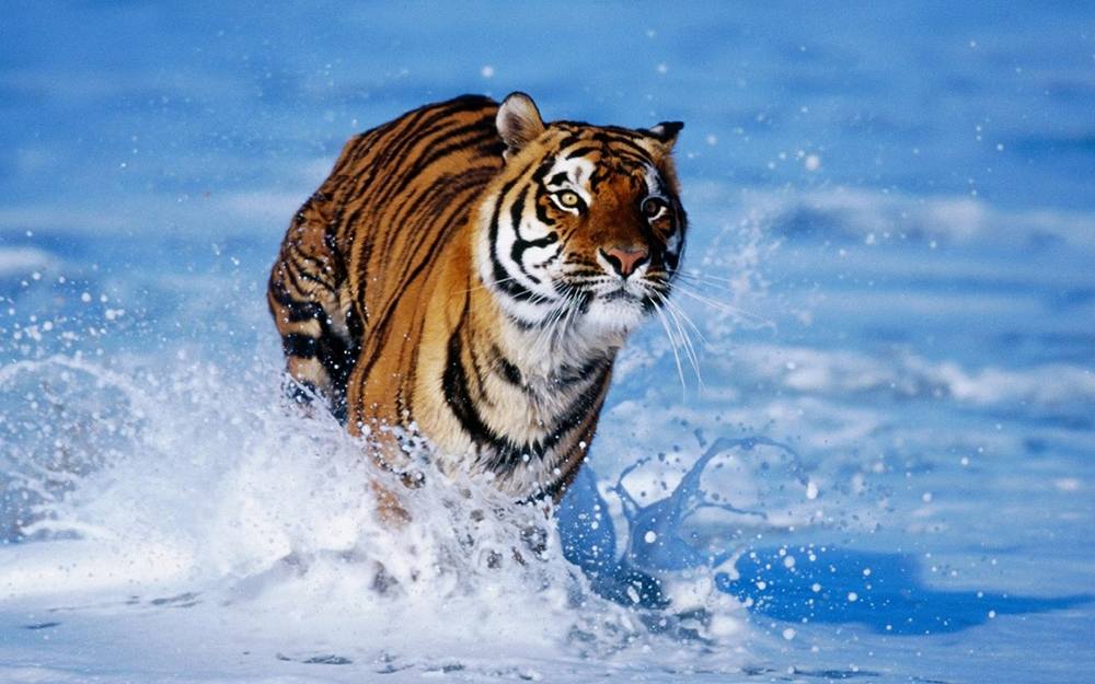 3D-HD-Wallpapers ภาพพื้นหลัง พักหน้าจอ No.26