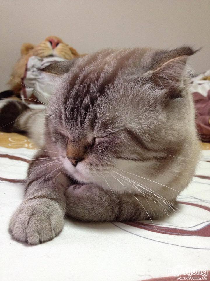 รูปกาตูนน่าระ