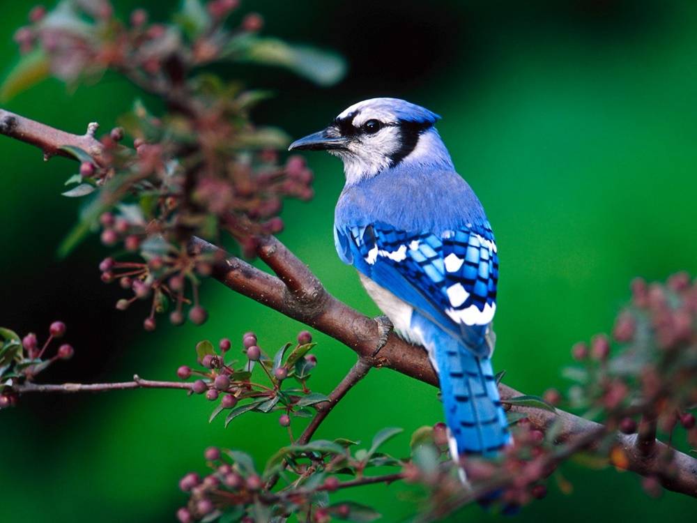 3D-HD-Wallpapers-Background ภาพพื้นหลัง พักหน้าจอ No.32