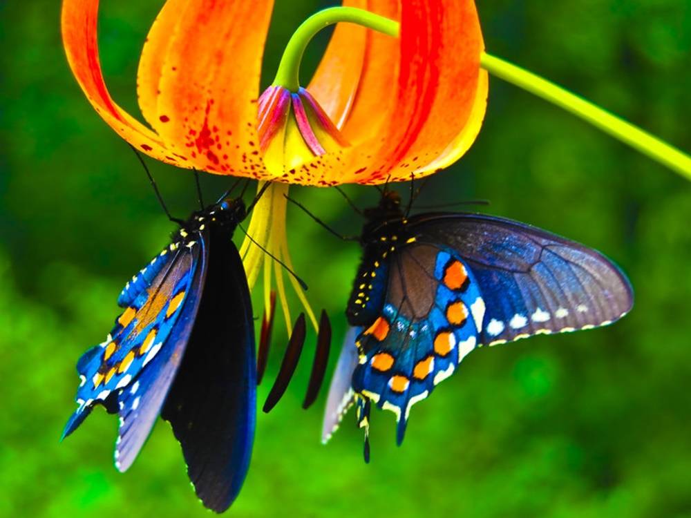 3D-HD-Wallpapers-(Animal)ภาพพื้นหลัง พักหน้าจอ No.1