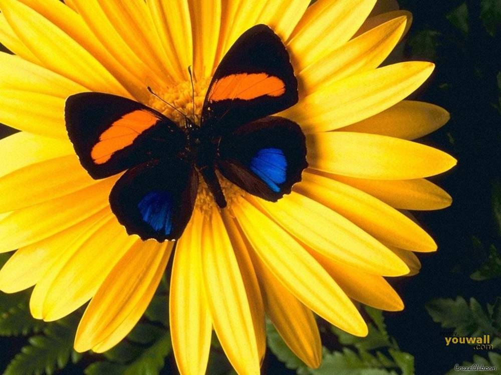 3D-HD-Wallpapers-(Animal)ภาพพื้นหลัง พักหน้าจอ No.1