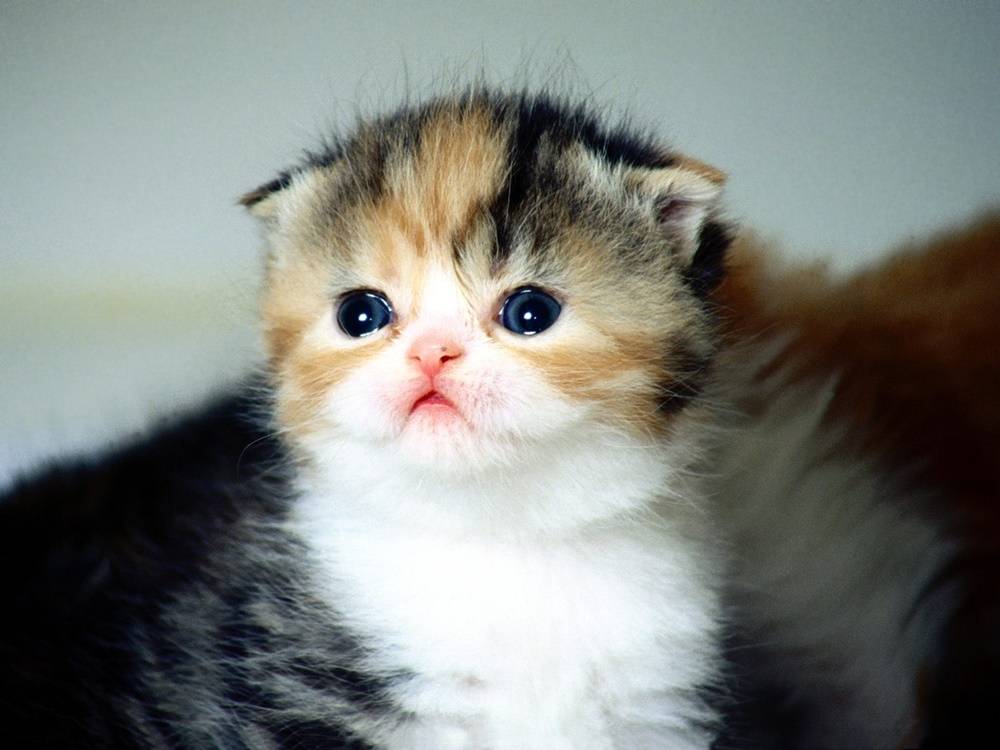 3D-HD-Wallpapers-(Animal)ภาพพื้นหลัง พักหน้าจอ No.1