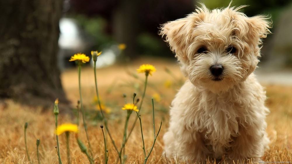 3D-HD-Wallpapers-(Animal)ภาพพื้นหลัง พักหน้าจอ No.1