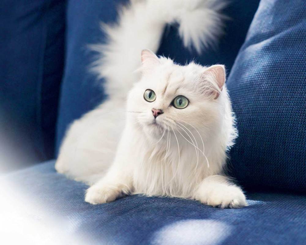 3D-HD-Wallpapers-(Animal)ภาพพื้นหลัง พักหน้าจอ No.1
