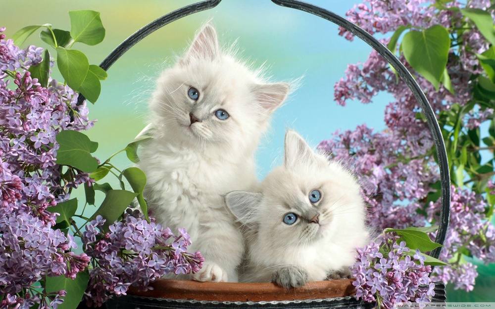 3D-HD-Wallpapers-(Animal)ภาพพื้นหลัง พักหน้าจอ No.1