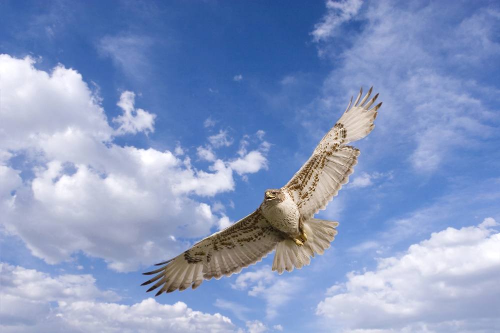 3D-HD-Wallpapers-(Animal)ภาพพื้นหลัง พักหน้าจอ No.1