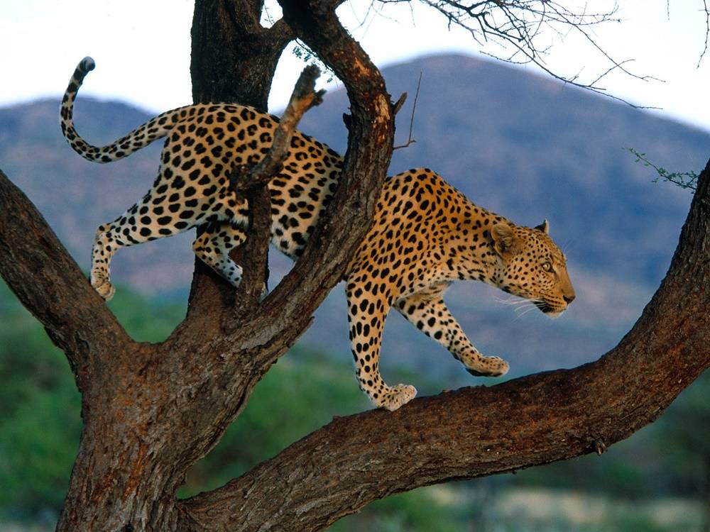 3D-HD-Wallpapers-(Animal)ภาพพื้นหลัง พักหน้าจอ No.1