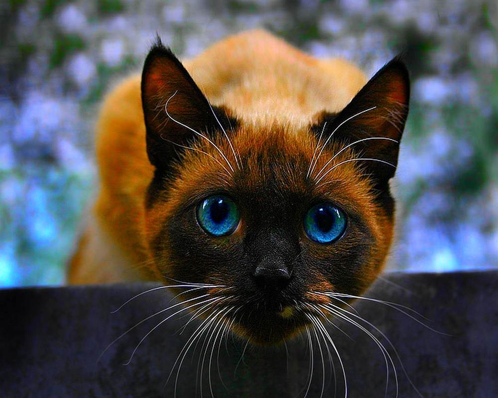 3D-HD-Wallpapers-(Animal)ภาพพื้นหลัง พักหน้าจอ No.1