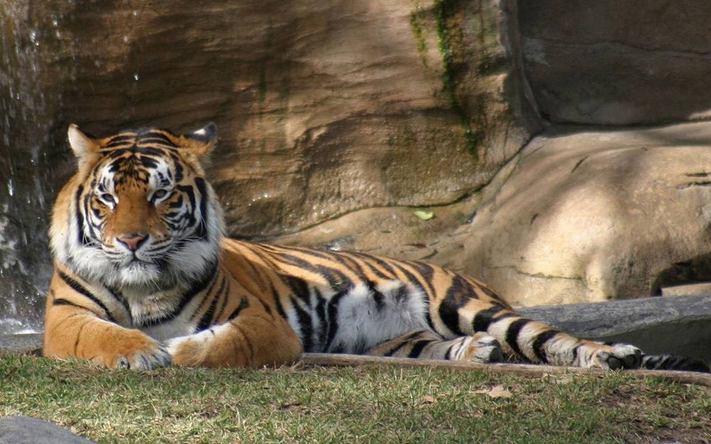 3D-HD-Wallpapers-(Animal)ภาพพื้นหลัง พักหน้าจอ No.1