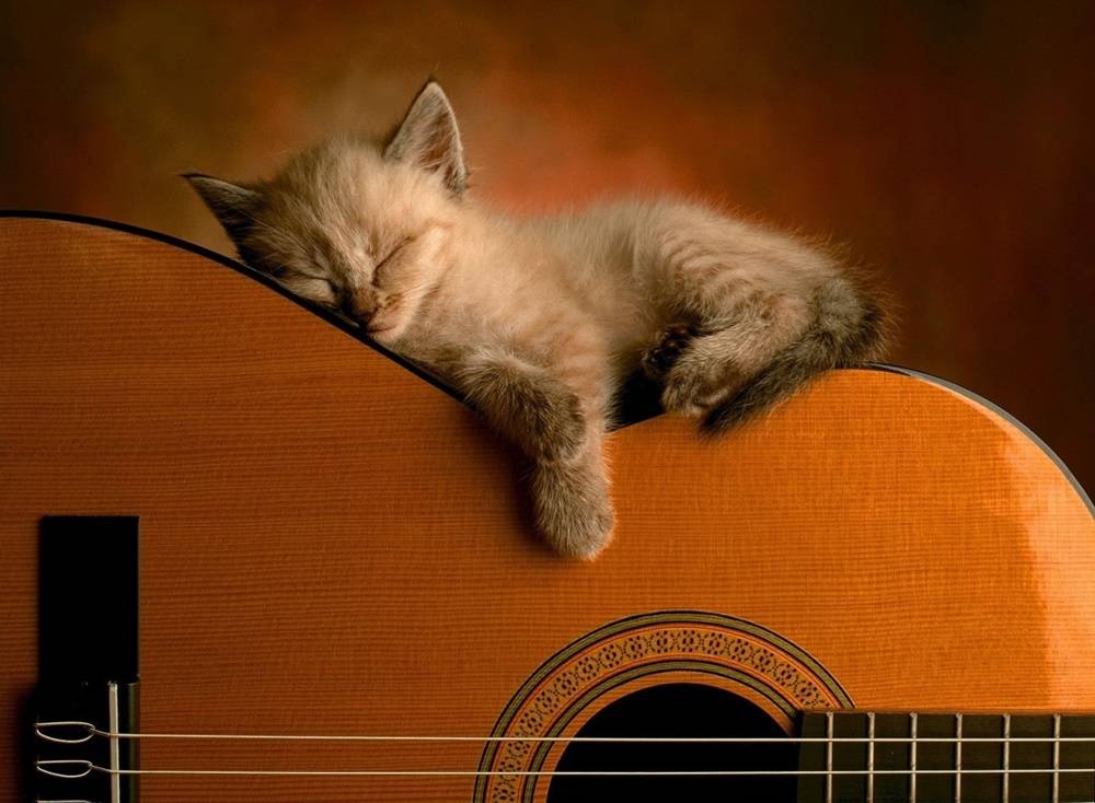 3D-HD-Wallpapers-(Animal)ภาพพื้นหลัง พักหน้าจอ No.1
