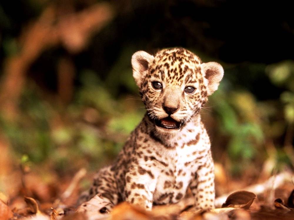 3D-HD-Wallpapers-(Animal)ภาพพื้นหลัง พักหน้าจอ No.1