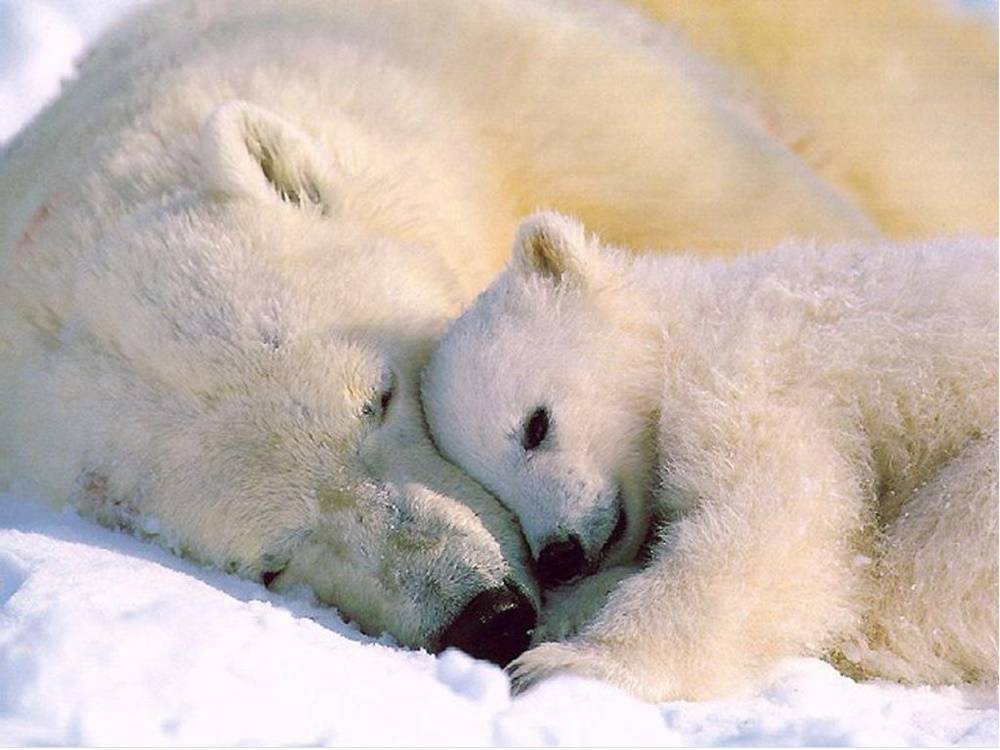 3D-HD-Wallpapers-(Animal)ภาพพื้นหลัง พักหน้าจอ No.1