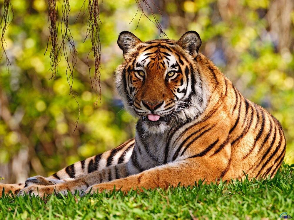3D-HD-Wallpapers-(Animal)ภาพพื้นหลัง พักหน้าจอ No.1