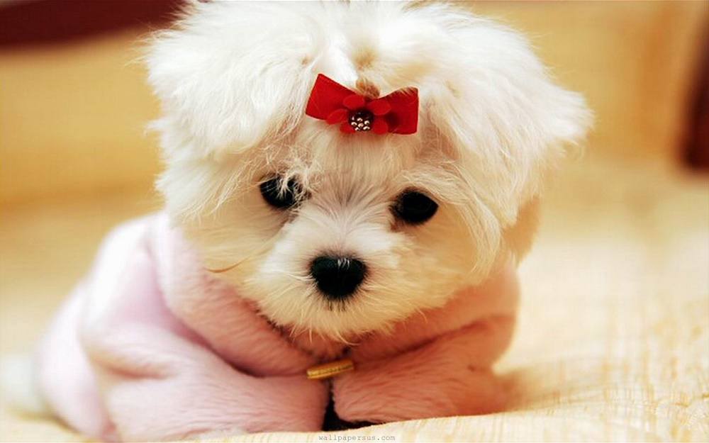 3D-HD-Wallpapers-(Animal)ภาพพื้นหลัง พักหน้าจอ No.1