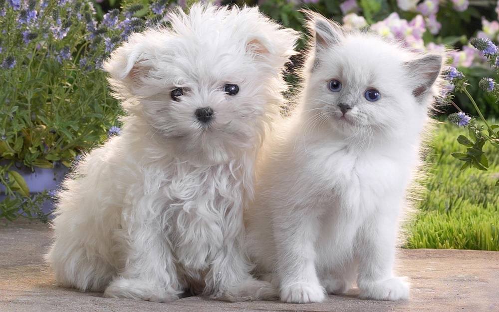 3D-HD-Wallpapers-(Animal)ภาพพื้นหลัง พักหน้าจอ No.1