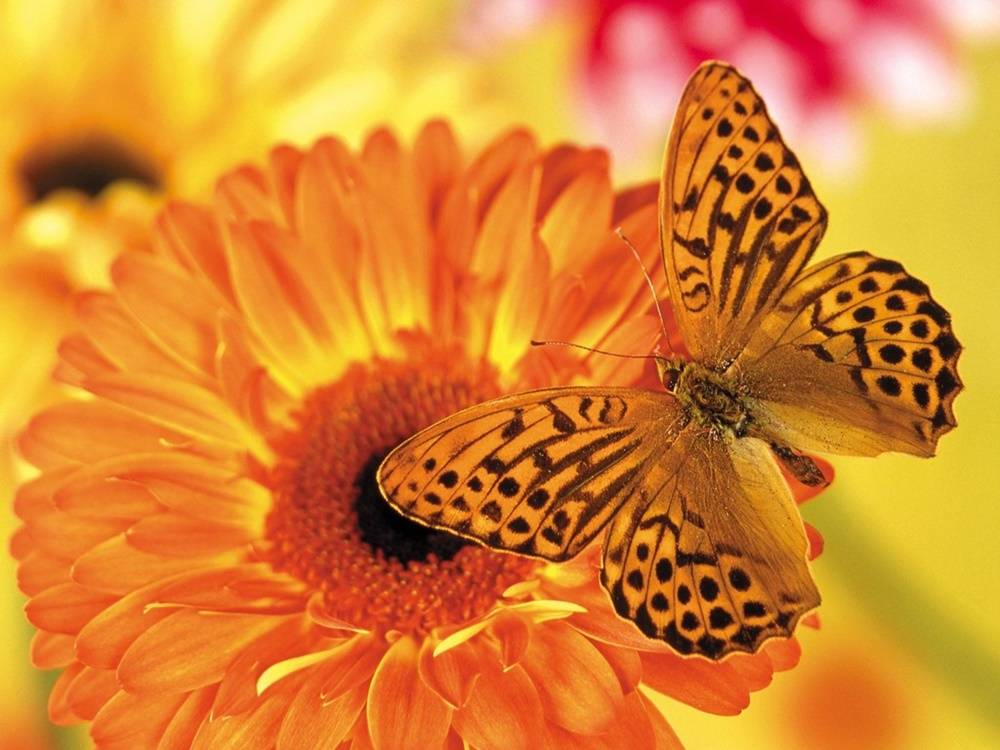 3D-HD-Wallpapers-(Animal)ภาพพื้นหลัง พักหน้าจอ No.1