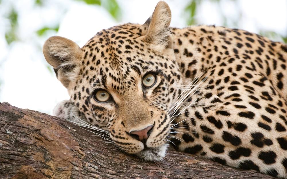 3D-HD-Wallpapers-(Animal)ภาพพื้นหลัง พักหน้าจอ No.1