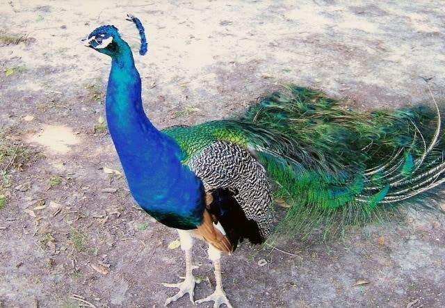 3D-HD-Wallpapers-(Animal)ภาพพื้นหลัง พักหน้าจอ No.1