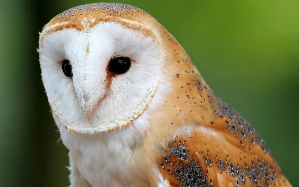 3D-HD-Wallpapers-(Animal)ภาพพื้นหลัง พักหน้าจอ No.1