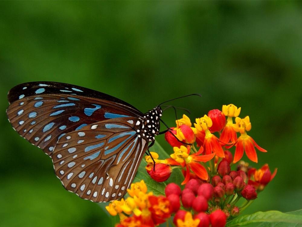 3D-HD-Wallpapers-(Animal)ภาพพื้นหลัง พักหน้าจอ No.1
