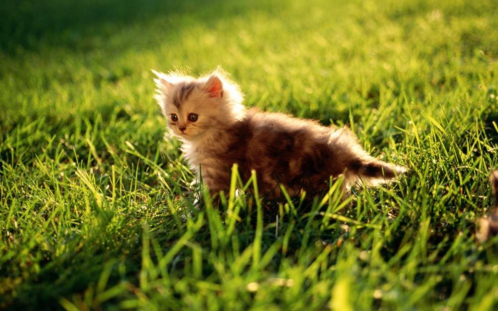 3D-HD-Wallpapers-(Animal)ภาพพื้นหลัง พักหน้าจอ No.1