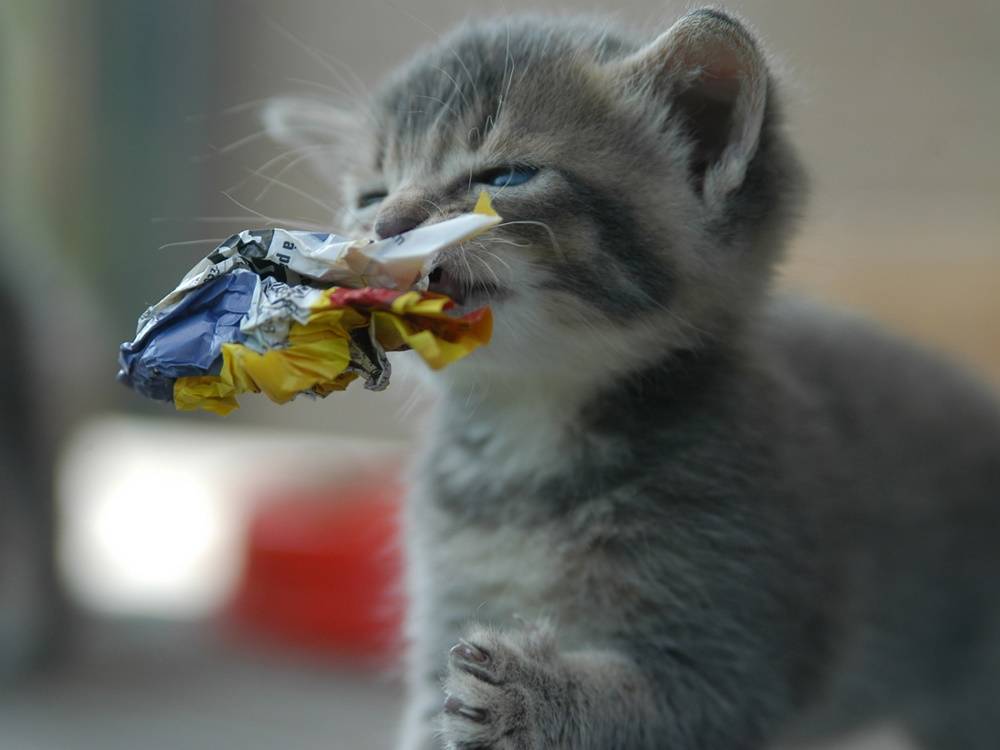 3D-HD-Wallpapers-(Animal)ภาพพื้นหลัง พักหน้าจอ No.1