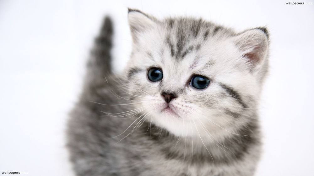 3D-HD-Wallpapers-(Animal)ภาพพื้นหลัง พักหน้าจอ No.2