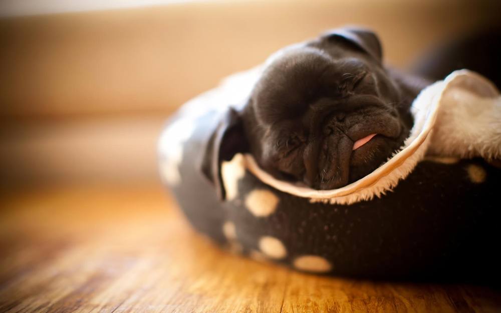 3D-HD-Wallpapers-(Animal)ภาพพื้นหลัง พักหน้าจอ No.2