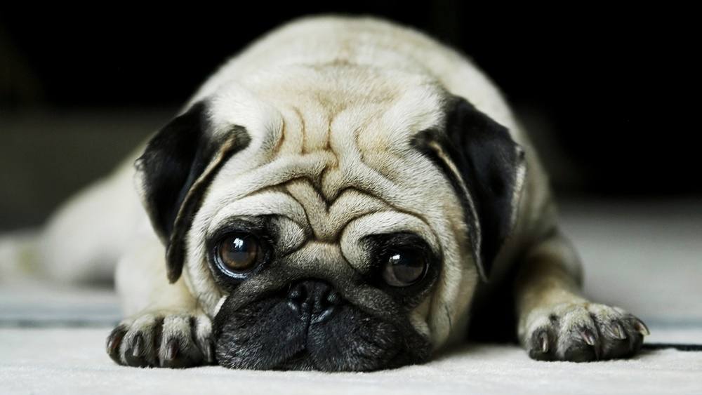 3D-HD-Wallpapers-(Animal)ภาพพื้นหลัง พักหน้าจอ No.2