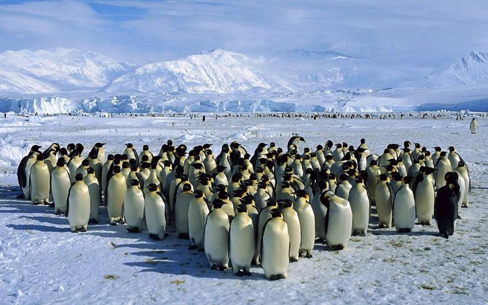 3D-HD-Wallpapers-(Animal)ภาพพื้นหลัง พักหน้าจอ No.2