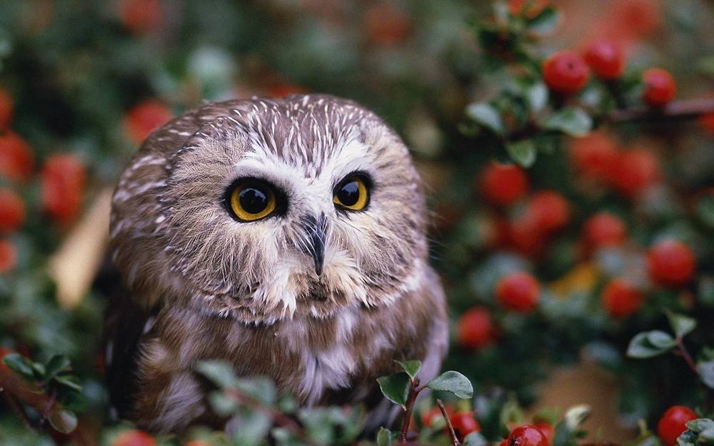 3D-HD-Wallpapers-(Animal)ภาพพื้นหลัง พักหน้าจอ No.2