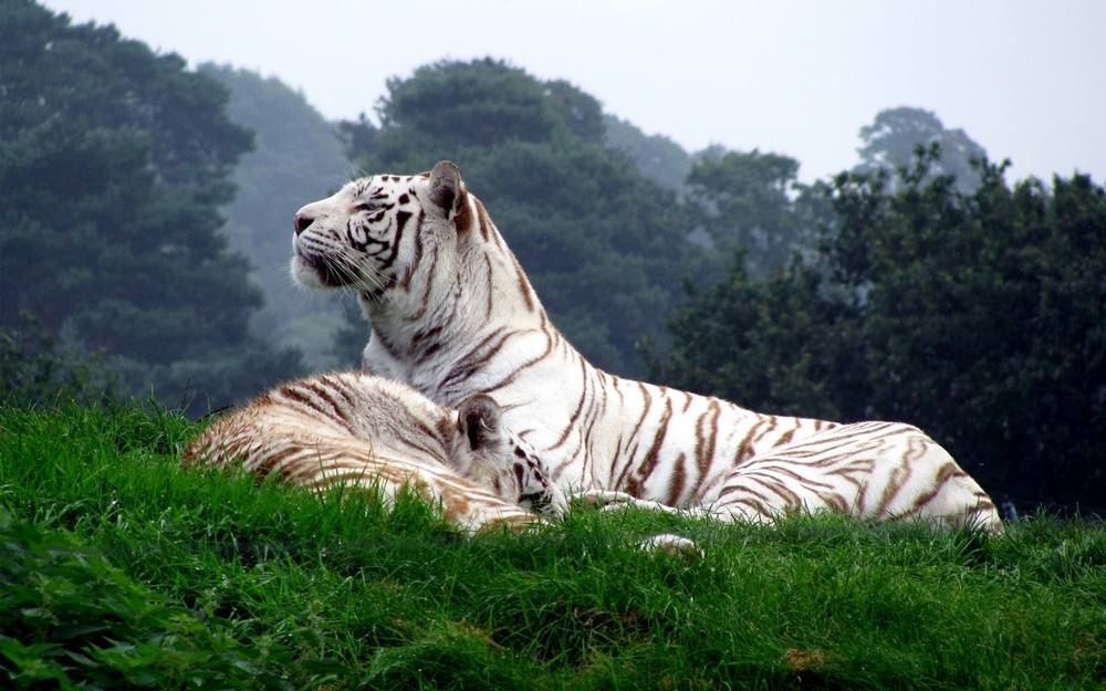 3D-HD-Wallpapers-(Animal)ภาพพื้นหลัง พักหน้าจอ No.2