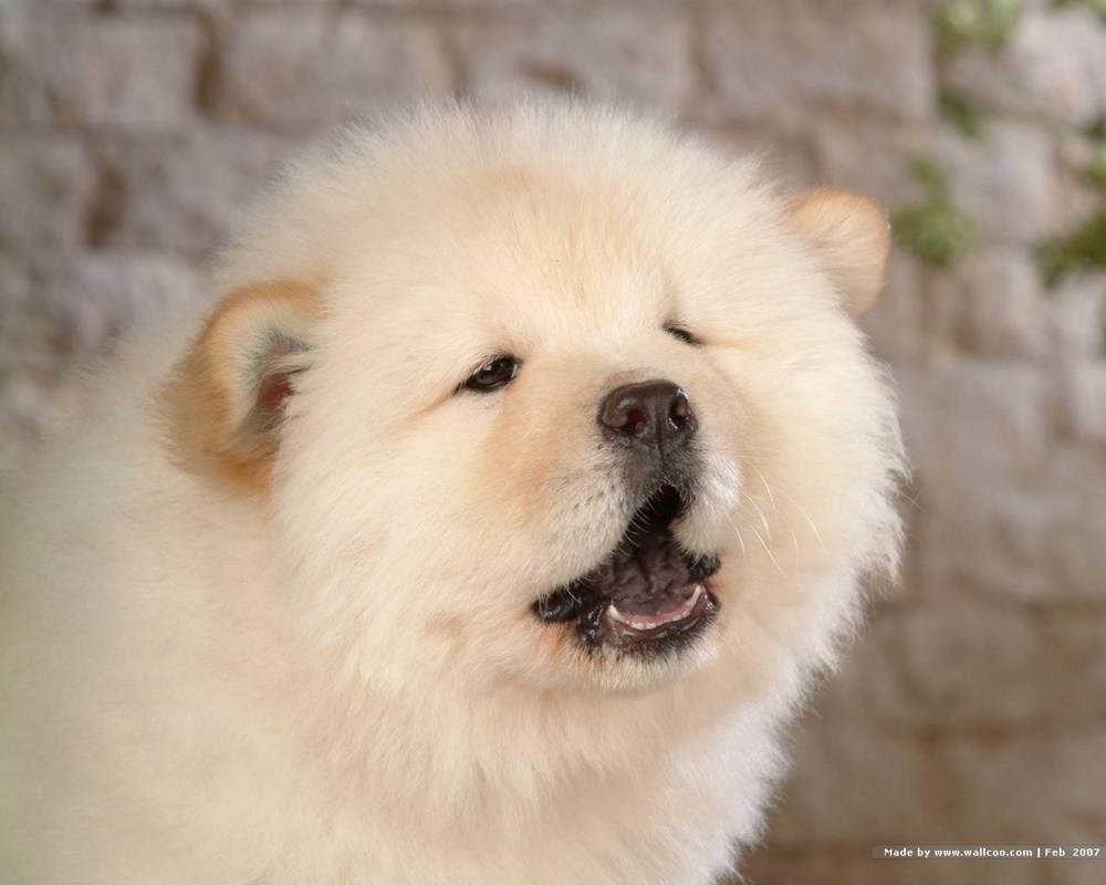 3D-HD-Wallpapers-(Animal)ภาพพื้นหลัง พักหน้าจอ No.2