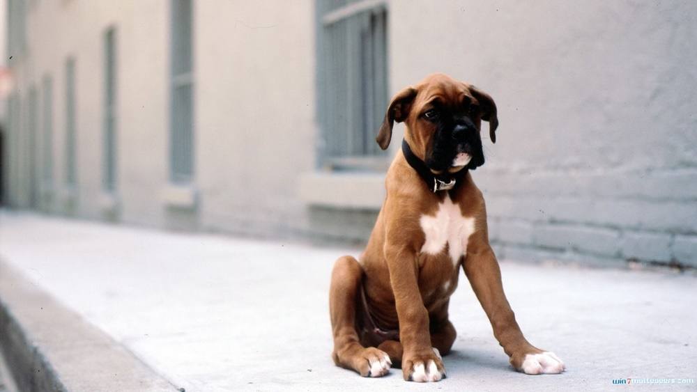 3D-HD-Wallpapers-(Animal)ภาพพื้นหลัง พักหน้าจอ No.2