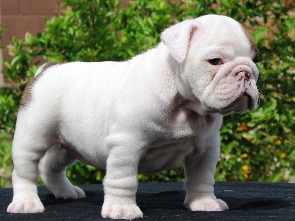 3D-HD-Wallpapers-(Animal)ภาพพื้นหลัง พักหน้าจอ No.2