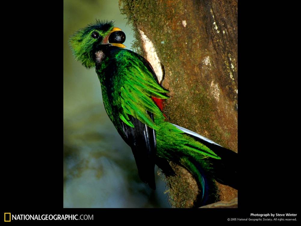 3D-HD-Wallpapers-(Animal)ภาพพื้นหลัง พักหน้าจอ No.2