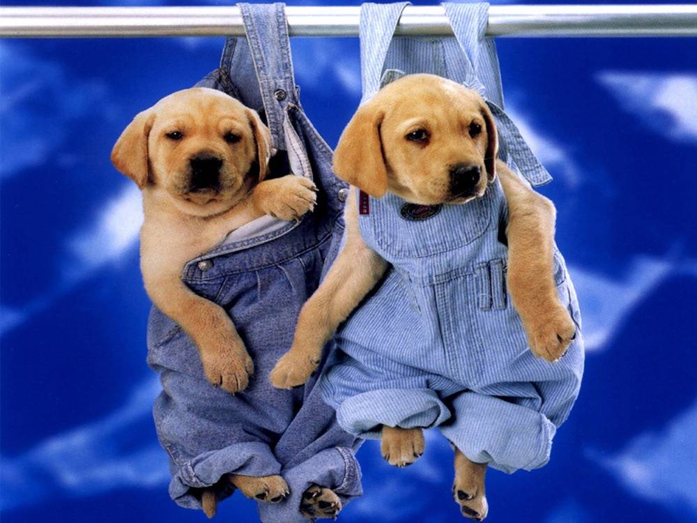 3D-HD-Wallpapers-(Animal)ภาพพื้นหลัง พักหน้าจอ No.2
