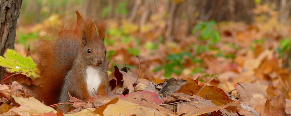 3D-HD-Wallpapers-(Animal)ภาพพื้นหลัง พักหน้าจอ No.2
