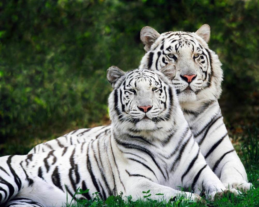 3D-HD-Wallpapers-(Animal)ภาพพื้นหลัง พักหน้าจอ No.2