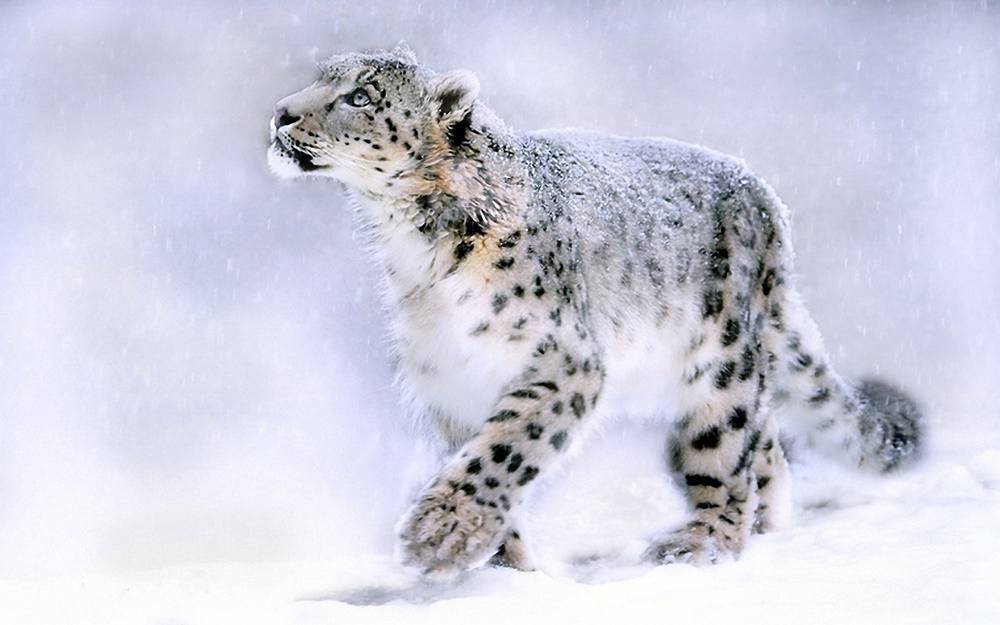 3D-HD-Wallpapers-(Animal)ภาพพื้นหลัง พักหน้าจอ No.2