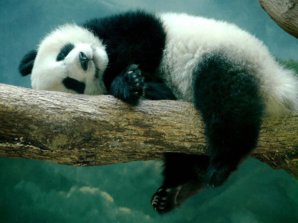 3D-HD-Wallpapers-(Animal)ภาพพื้นหลัง พักหน้าจอ No.2