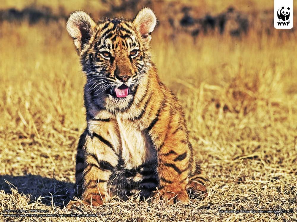 3D-HD-Wallpapers-(Animal)ภาพพื้นหลัง พักหน้าจอ No.2