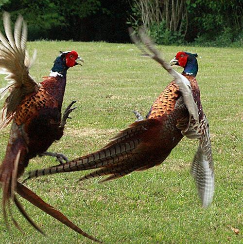 3D-HD-Wallpapers-(Animal)ภาพพื้นหลัง พักหน้าจอ No.2