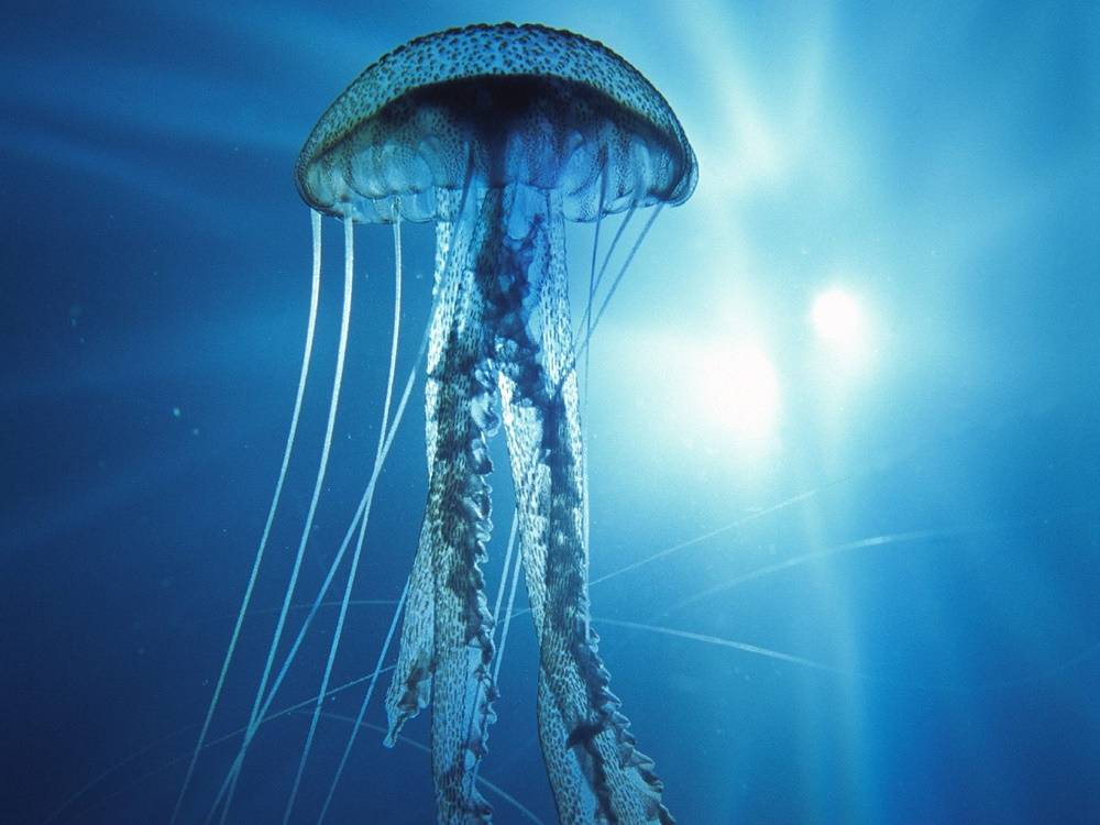 3D-HD-Wallpapers-(Animal)ภาพพื้นหลัง พักหน้าจอ No.2