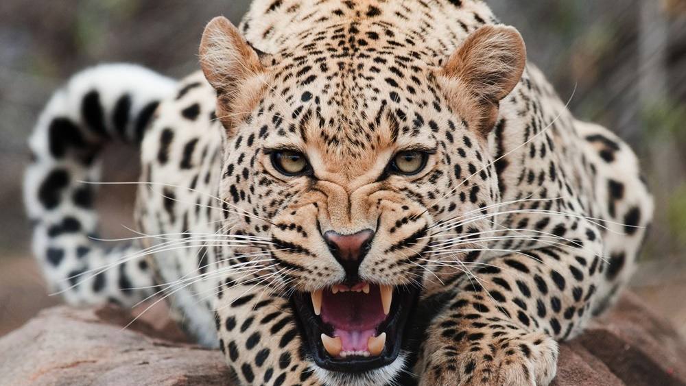 3D-HD-Wallpapers-(Animal)ภาพพื้นหลัง พักหน้าจอ No.2